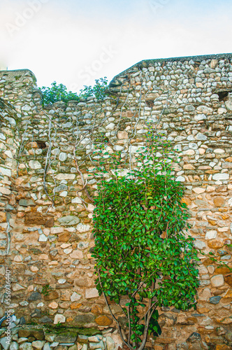 front view, medium distance of a tree growing, inside a 1300's century, protective, stone castle wall