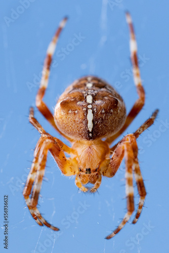 Close up macro shot of a European garden spider (cross spider, Araneus diadematus) sitting in a spider web