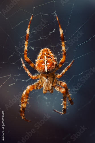 Close up macro shot of a European garden spider (cross spider, Araneus diadematus) sitting in a spider web