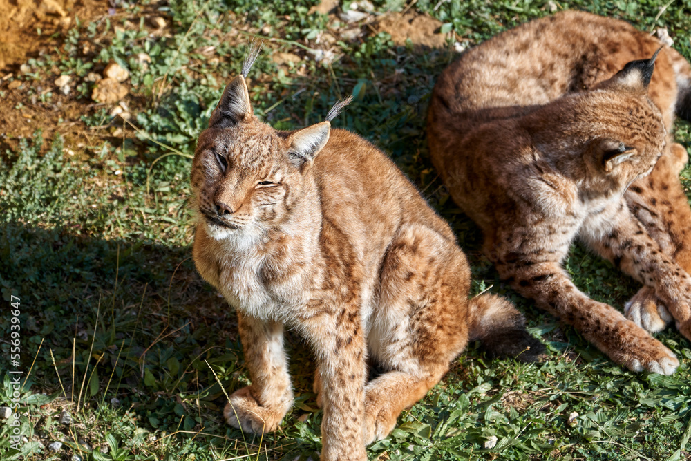 Fototapeta premium Beautiful portrait of a pair of Boreal lynx one sitting looking at camera and the other preening on the grass in Cabarceno, Cantabria, Spain, Europe