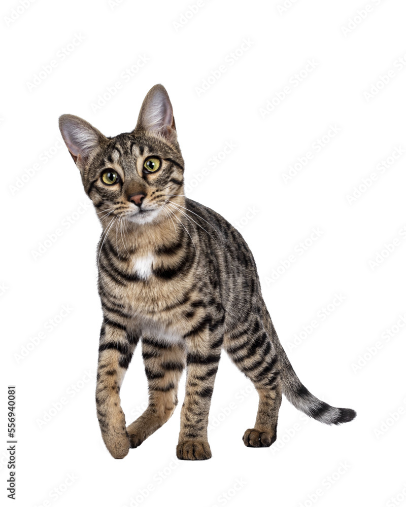Cute young Savannah F7 cat, walking towards an looking at camera with green / yellow eyes. Isolated cutout on a transparent background.