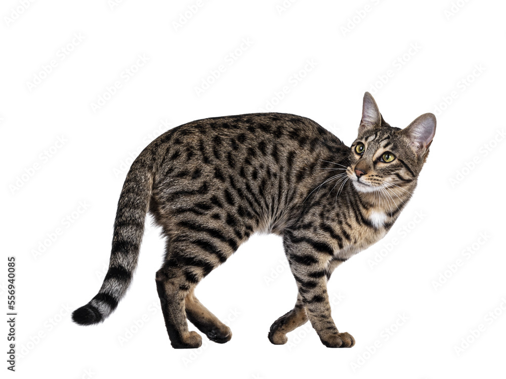 Cute young Savannah F7 cat, walking side ways Looking over shoulder beside camera with green / yellow eyes. Isolated cutout on a transparent background.