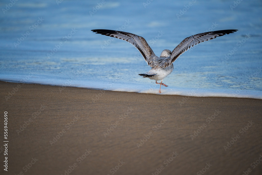 Naklejka premium seagull on the beach