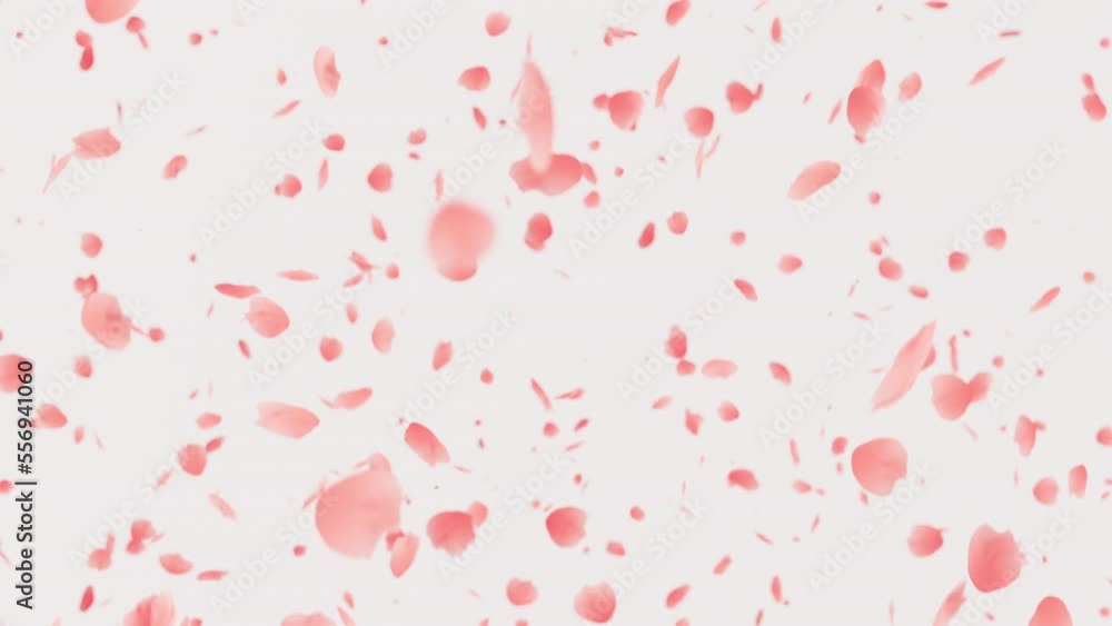 Falling pink petals. Valentine day loopable background Falling pink petals. Valentine day loopable background