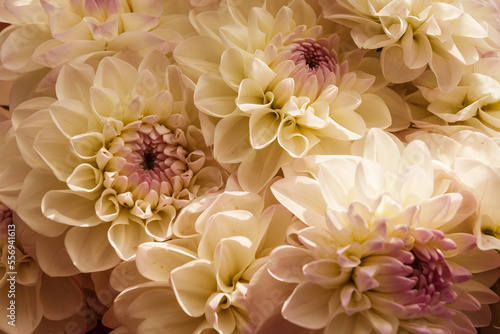 A bouquet of white dahlias. Close-up. Small depth of field