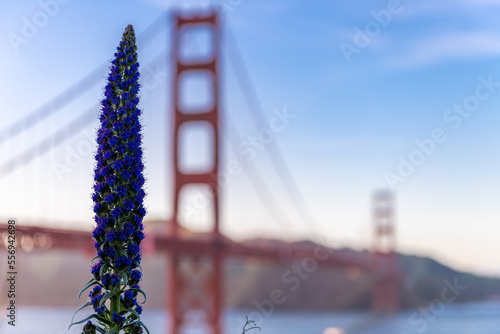 Fototapeta Naklejka Na Ścianę i Meble -  Pride of Madeira in front of Golden Gate Bridge in San Francisco, California.