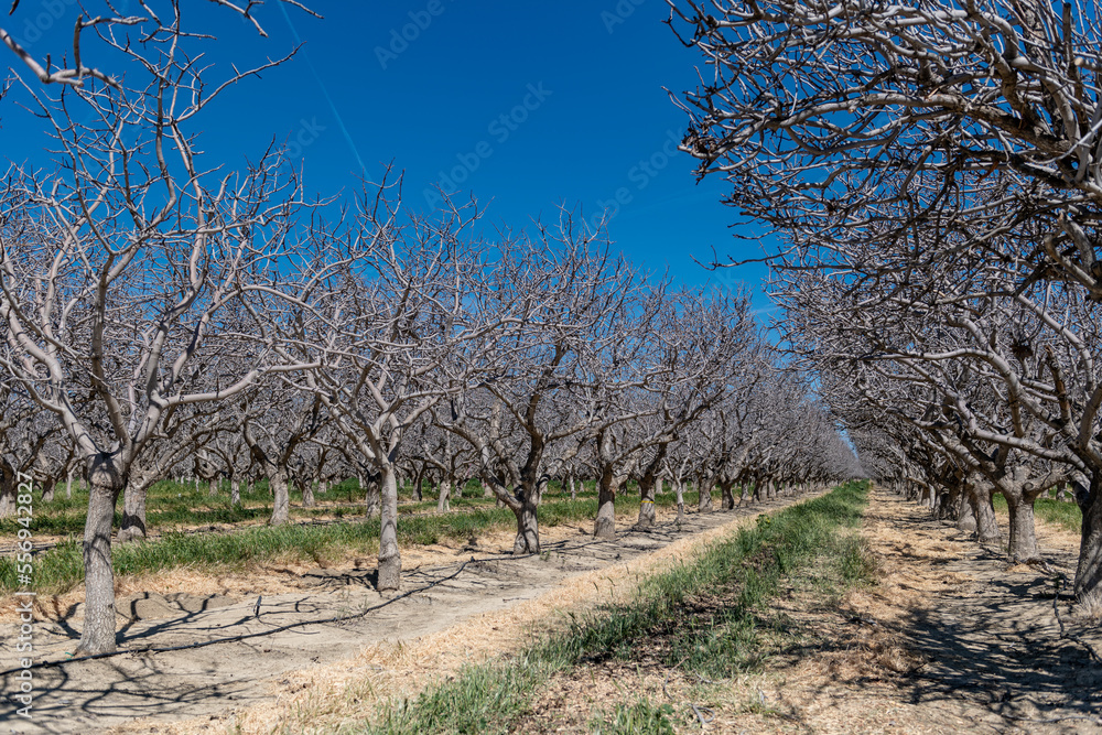 Pistachios and Almonds field in California, United States. Pistachio trees in rural commercial orchard Pistachios and Almonds field in California, United States. Pistachio trees in rural commercial orchard