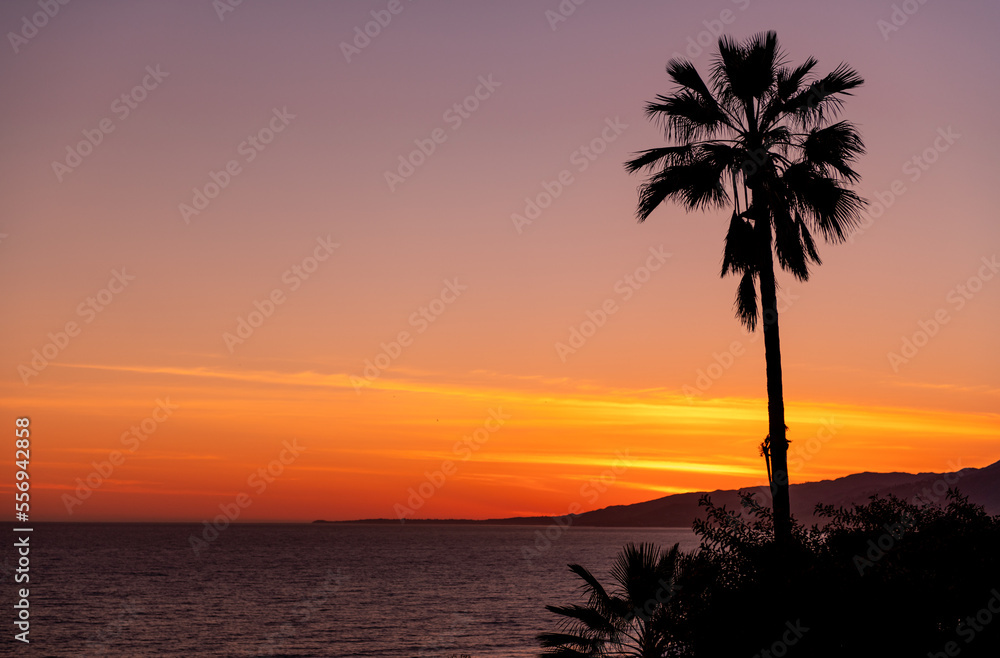 Palm Tree and Beautiful Sunset Light in Background. Dark silhouette of Palm Tree. Santa Monica, California.