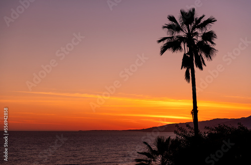 Palm Tree and Beautiful Sunset Light in Background. Dark silhouette of Palm Tree. Santa Monica, California.