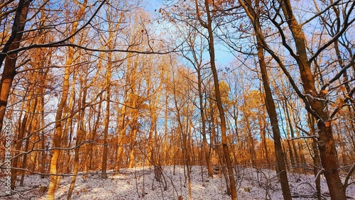 Wallpaper Mural trees in the forest Torontodigital.ca