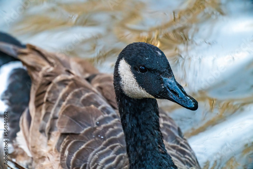 close up of a goose © Gerard