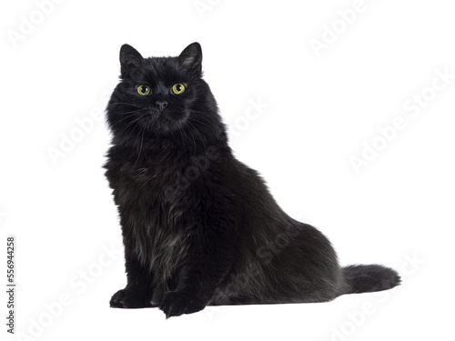 Impressive senior solid black Siberian cat, sitting up side ways. Looking towards camere with wise greenish yellow eyes. Isolated cutout on a transparent background.