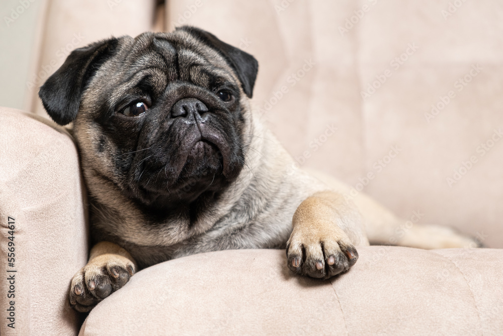 A one-year-old pug lies on a light beige sofa, a place for text. Purebred small dogs, pet shop.