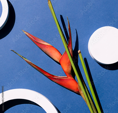 Tropical orange heliconia or lobster claw plant flower with white round geometric shapes on the blue background. Top view. photo