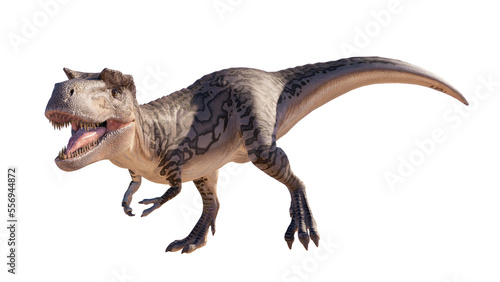 Fototapeta Naklejka Na Ścianę i Meble -  Albertosaurus PNG. Dinosaur Albertosaurus on a blank PNG high resolution background.