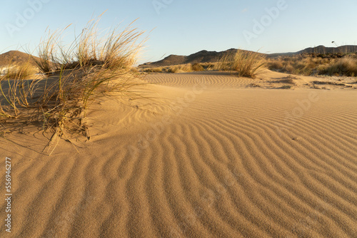 Dunes in Los Genoveses beach at sunset in the Gata Cape Natural Park coast. Almería, Andalucía, Spain.