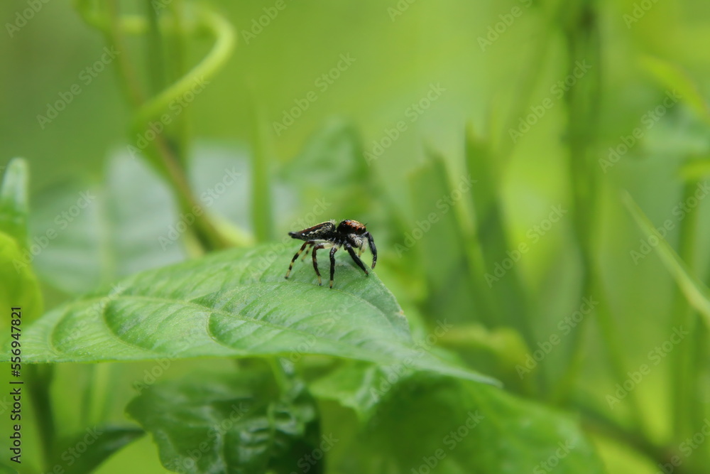 Jumping Spider on a leaf Jumping Spider on a leaf