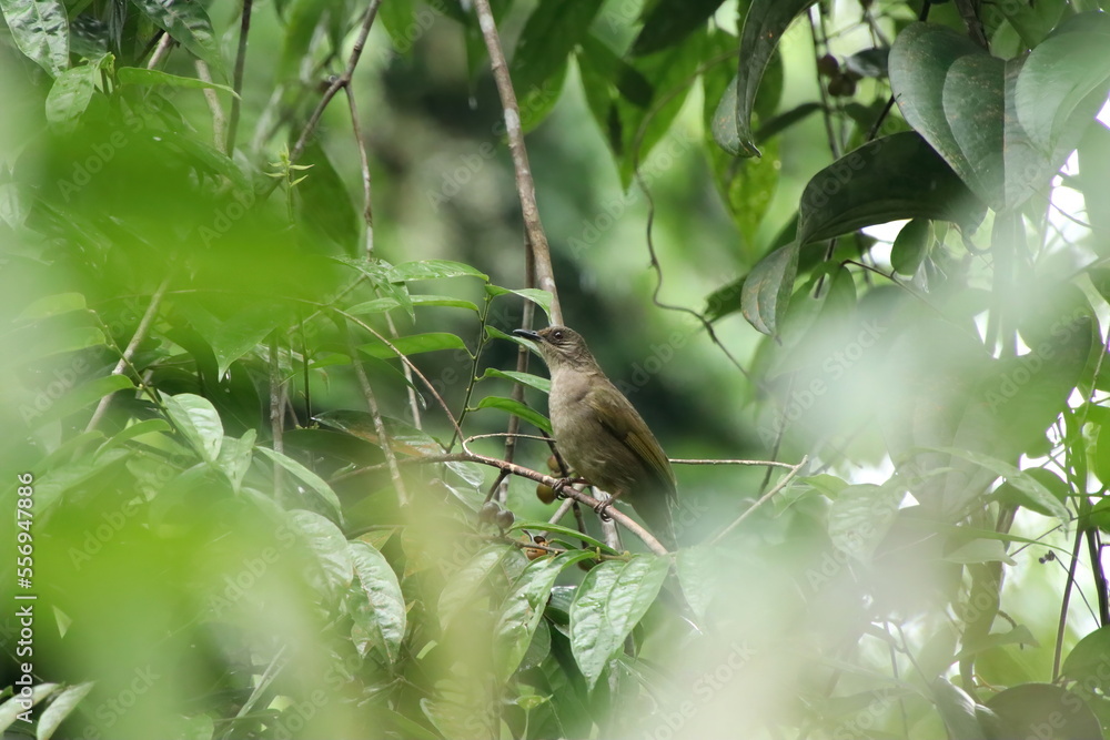 Olive winged Bulbul behind the canopy