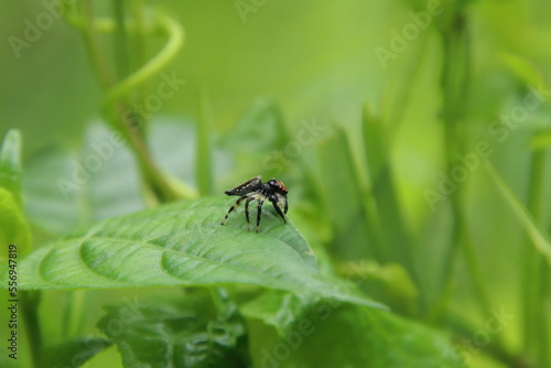 Jumping Spider on a leaf © Khoh Zhi Wei