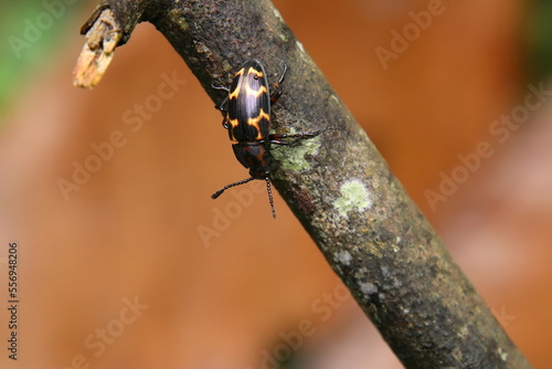 Pleasant Fungus Beetle on a wooden tree log