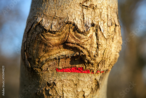 Illustration naturelle d'un arbre mécontent qui le fait savoir.
Symbole utilisable pour une expression écologique. photo