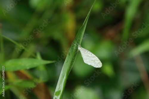 White Psyche Butterfly on a leaf blade © Khoh Zhi Wei
