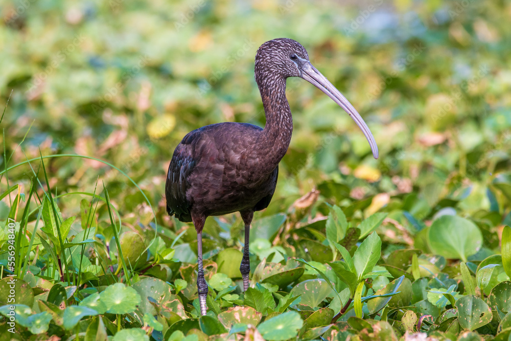 A glossy ibis wading in a Florida swamp. A glossy ibis wading in a Florida swamp.