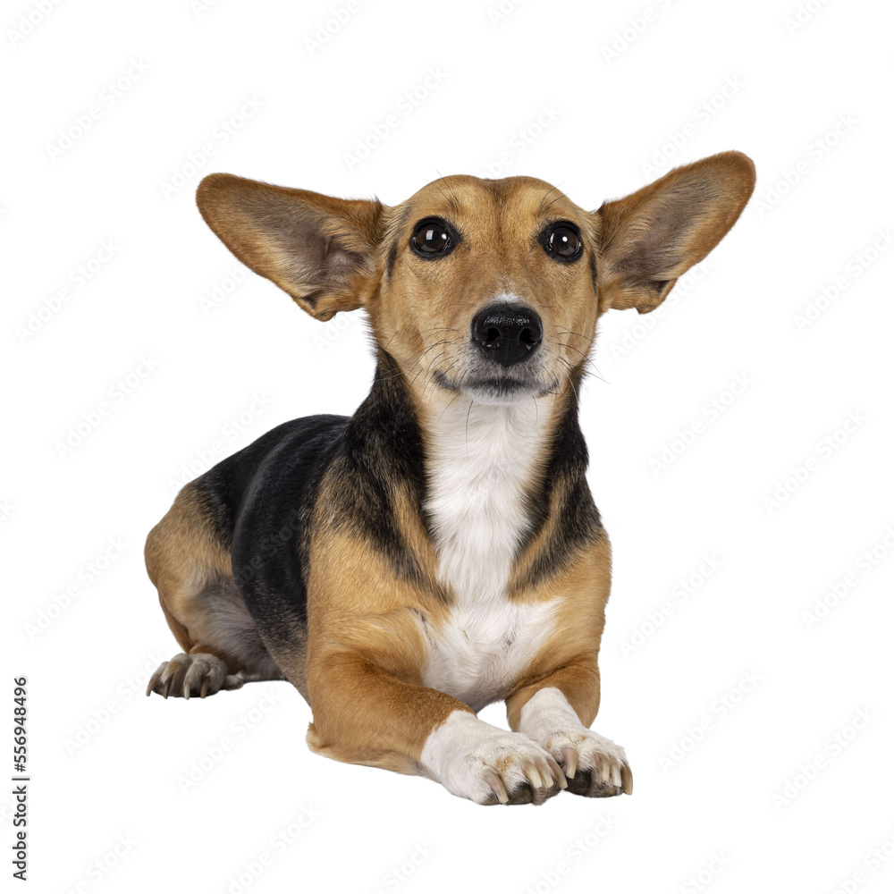 Cute mixed stray dog with big ears, laying down facing front. Looking towards camera. Isolated cutout on transparent background. Cute mixed stray dog with big ears, laying down facing front. Looking towards camera. Isolated cutout on transparent background.