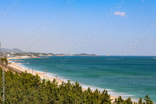 소나무 숲을 낀 해변 / sea with pine tree