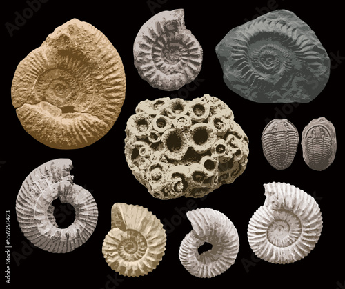 set of vector objects sea stone with imprints of shells of ancient ammonite shells and trilobites. exhibits of the paleontological museum from extinct marine mollusks and animals of the ocean fauna.