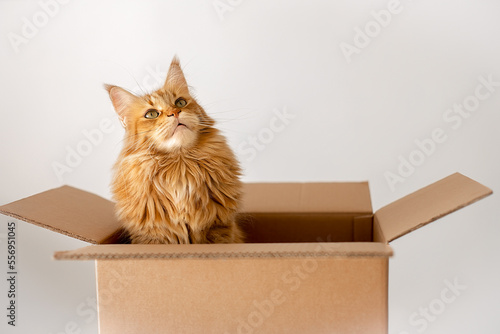 Billede på lærred cardboard box with a cat.maine coon in box