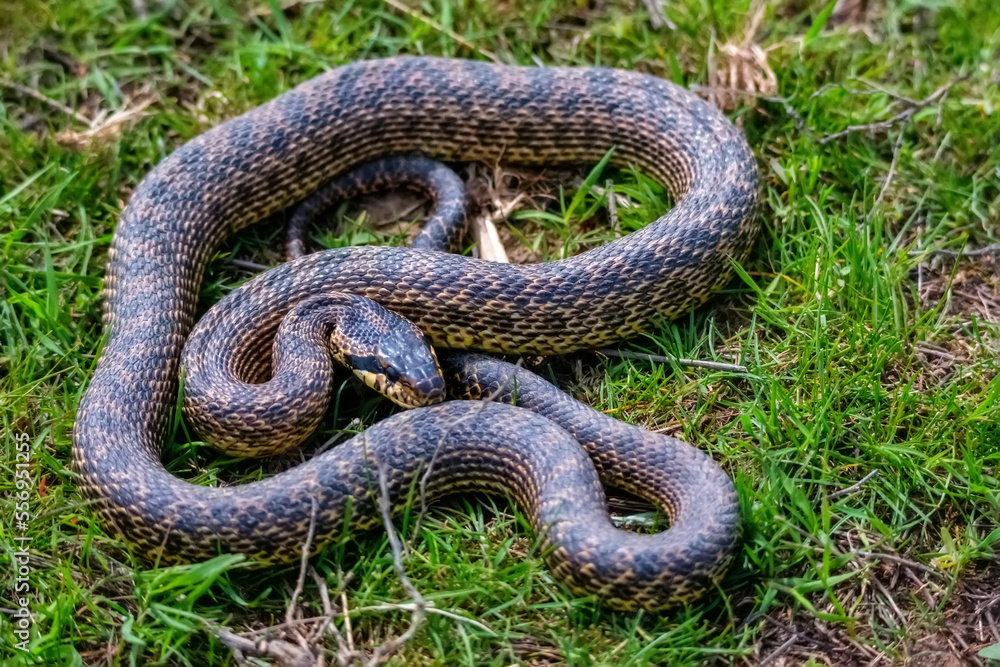 Fototapeta premium Close-up of blotched snake or Elaphe sauromates in grass