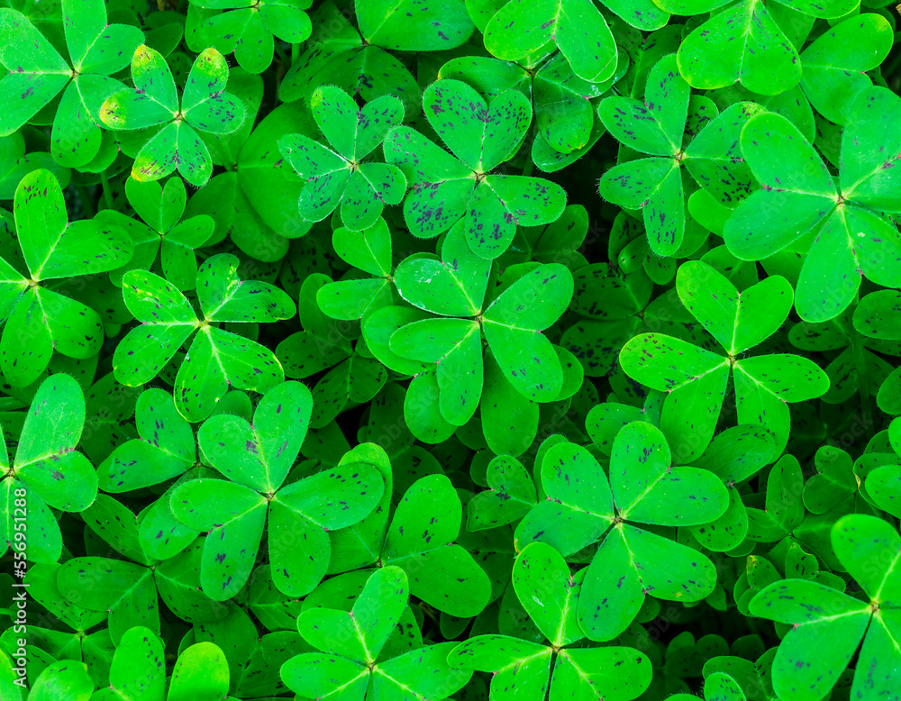 green garden clover texture closeup, forest nature background pattern of shamrock, spring fresh trefoil green ground backdrop macro green garden clover texture closeup, forest nature background pattern of shamrock, spring fresh trefoil green ground backdrop macro