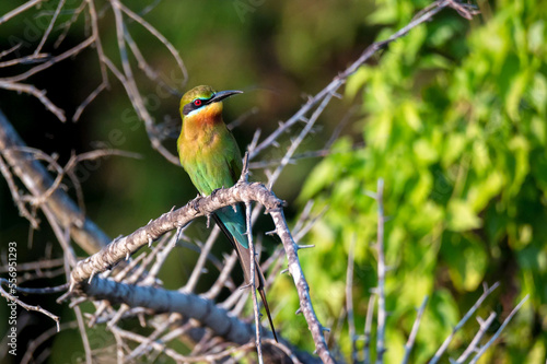 Blue-tailed Bee-eater or Merops philippinus perches on tree branch photo