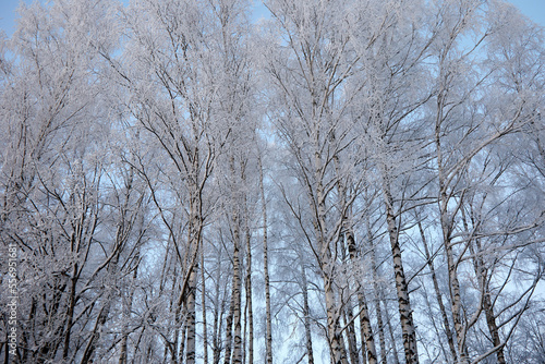 Birch grove covered with hoar frost on a cold winter day, selective focus