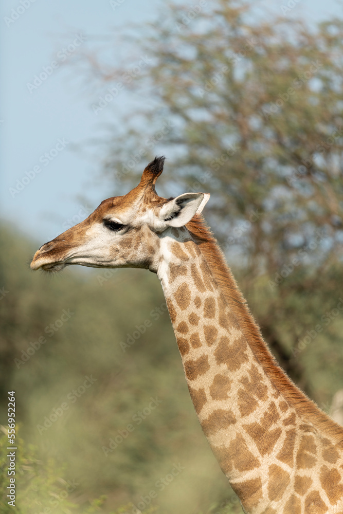 South Africa, Marakele National Park, Profile of giraffe in savannah South Africa, Marakele National Park, Profile of giraffe in savannah