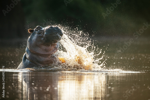 South Africa, Kruger National Park, Hippopotamus splashing in water photo