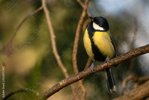 Colorful great tit or Parus major perches on a branch