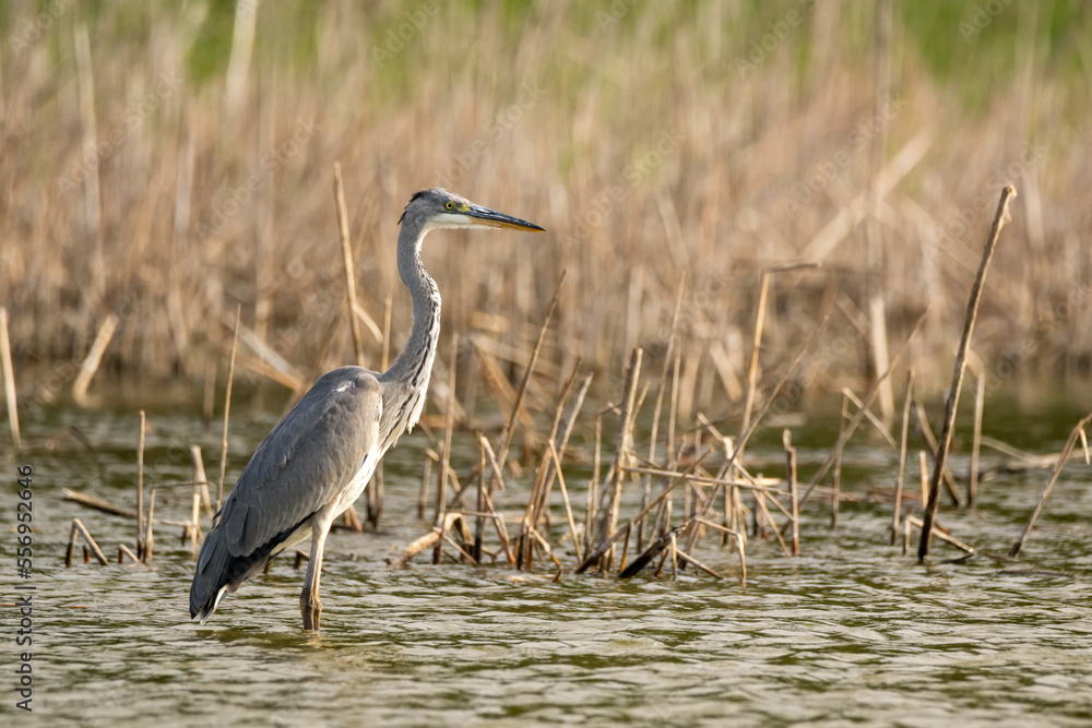 Grey Heron or Ardea cinerea stands in river Grey Heron or Ardea cinerea stands in river