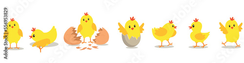 Chicken hatching from the egg. Cartoon baby chick birthday step-by-step process. Funny and educational illustration for kids.