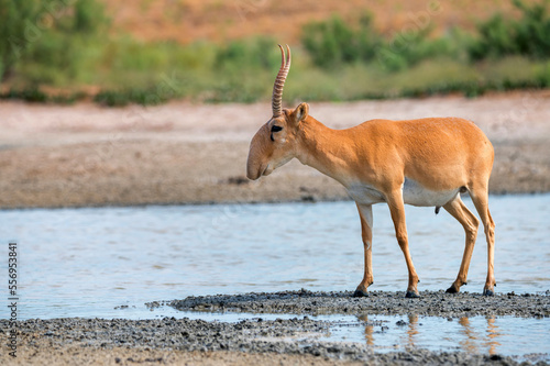 Saiga antelope or Saiga tatarica stands in steppe near waterhole photo