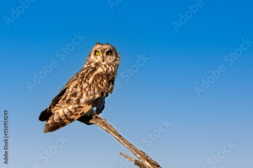 Short-eared owl or Asio flammeus perches on a branch photo