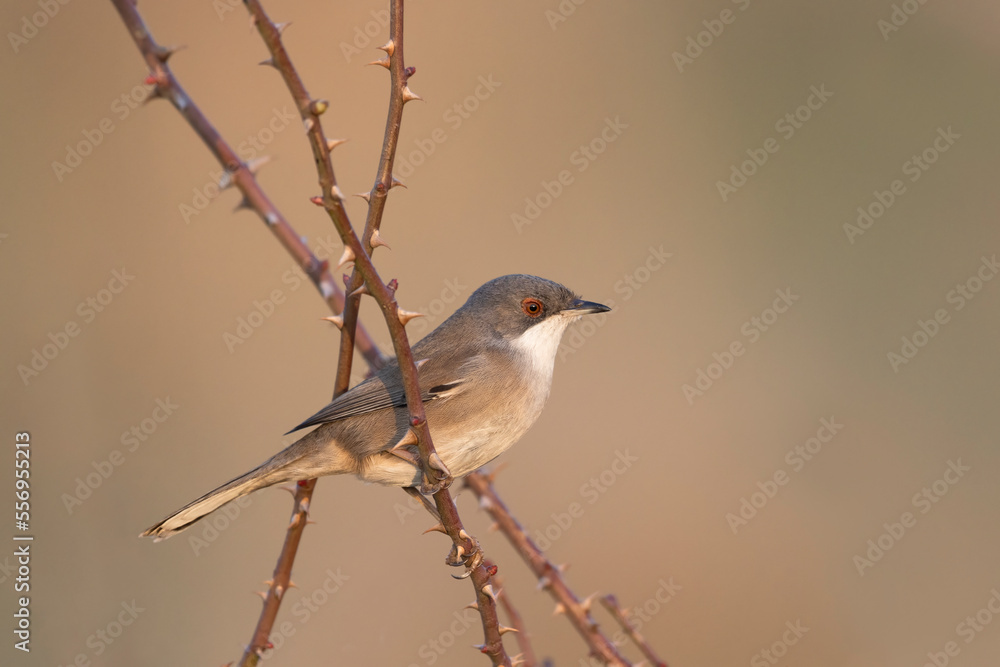Obraz premium Female Sardinian warbler (Sylvia melanocephala)