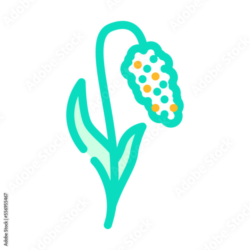 millet plant food color icon vector. millet plant food sign. isolated symbol illustration