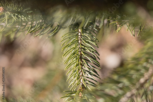 Needles hanging from a pine tree in the front yard