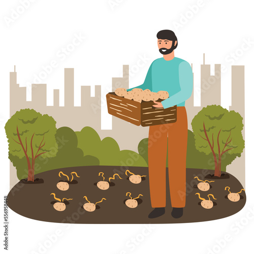 Gardener working at Urban Garden, gathering potatoes. 