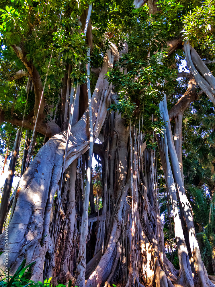 Fototapeta premium Ficus gigante