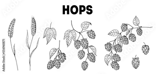 Beer ingredients vector illustration. Vintage design. Brewery design elements. Beer hop illustration. Hand drawn sketch design.