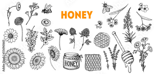 Honey hand drawn vector illustration. Healthy food illustration. Hand drawn sketch elements collection. Honeycomb, bee, flowers, jar of honey sketch.