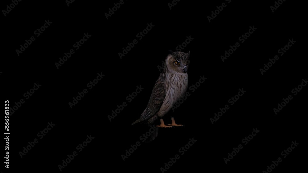 Owl Transparent Alpha Animation Video Owl Transparent Alpha Animation Video